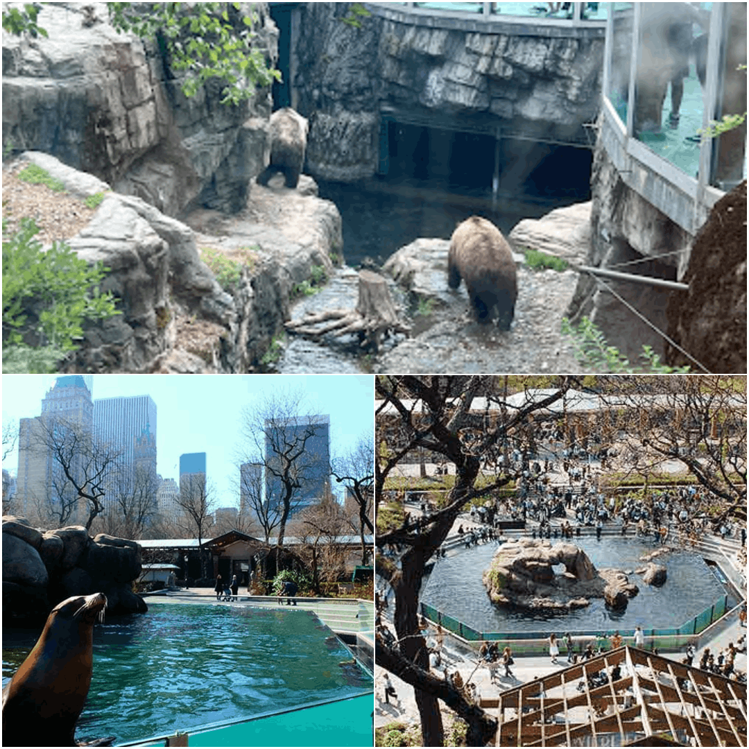 Central Park Zoo NYC Guide (What to See, Tickets & Quick Visit Tips – 2026)
